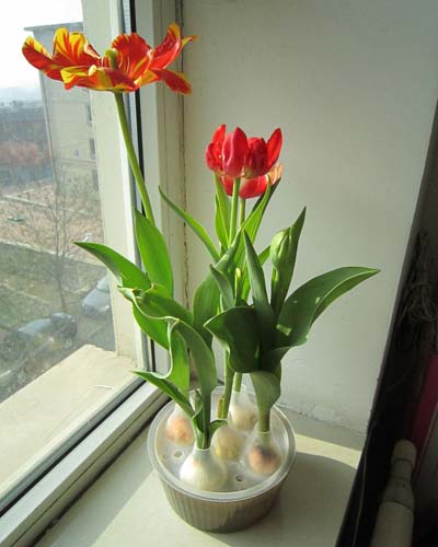 水培花卉叶发黄了怎么解决,刚种的水培花卉叶子发黄怎么办