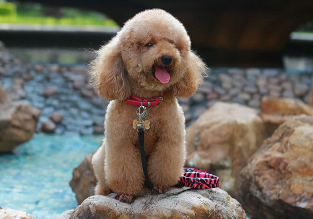 新手养幼犬需要注意哪些,幼犬拉稀禁食怎么看它好了