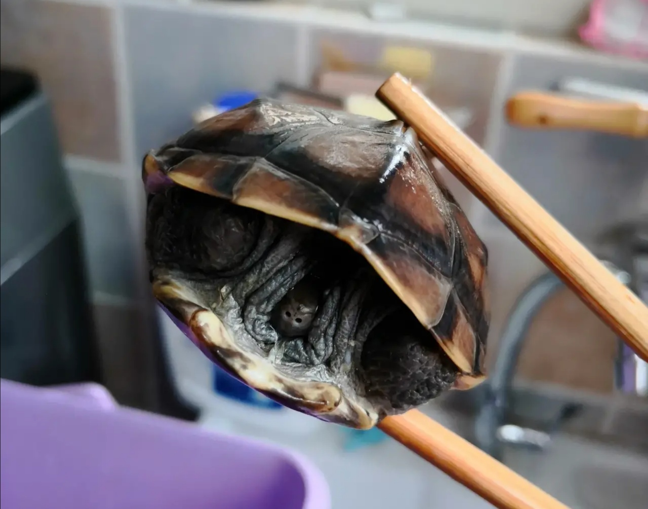 “熬过了天灾,却没躲过*祸人**!”放生成了送命,对不起,小乌龟