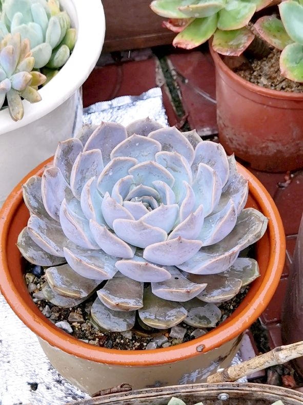 容易度夏的多肉品种图片,容易度夏的多肉植物有哪些