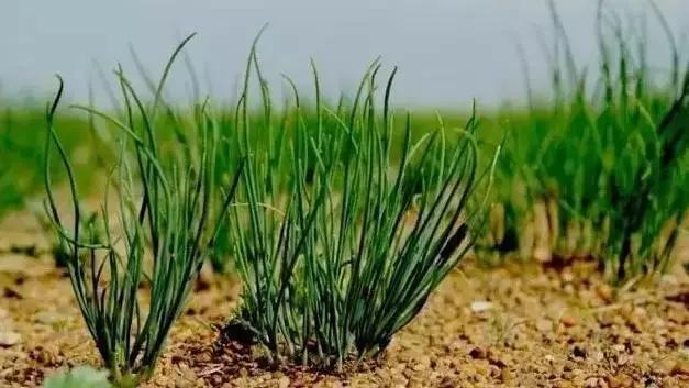 策划案例：好产品卖出高价值？助内蒙古苏尼特羊肉卖出中国最贵羊