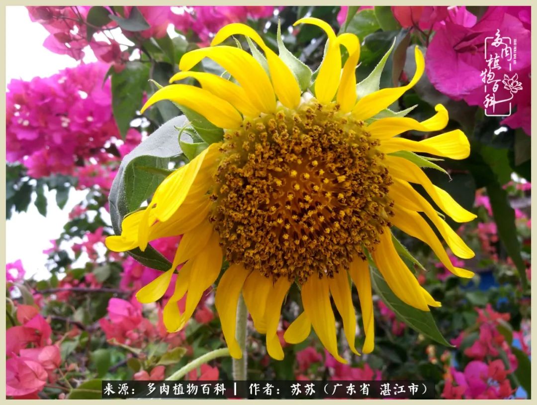 不要辜负与多肉的美好时光,多肉可以给人岁月静好的感觉