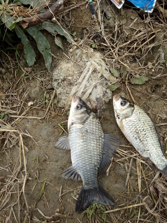 早春钓鲫鱼的最佳方法,早春钓鲫鱼的正确方法