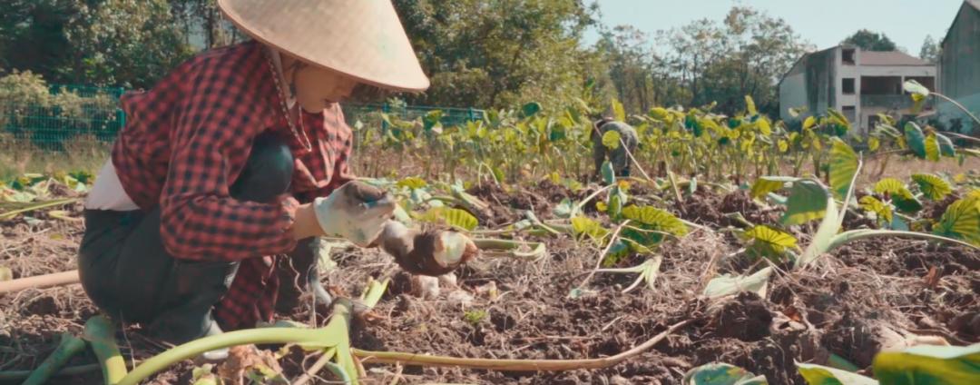 有机芋头丨人人嫌它长的丑，却在第一口后沦陷其中