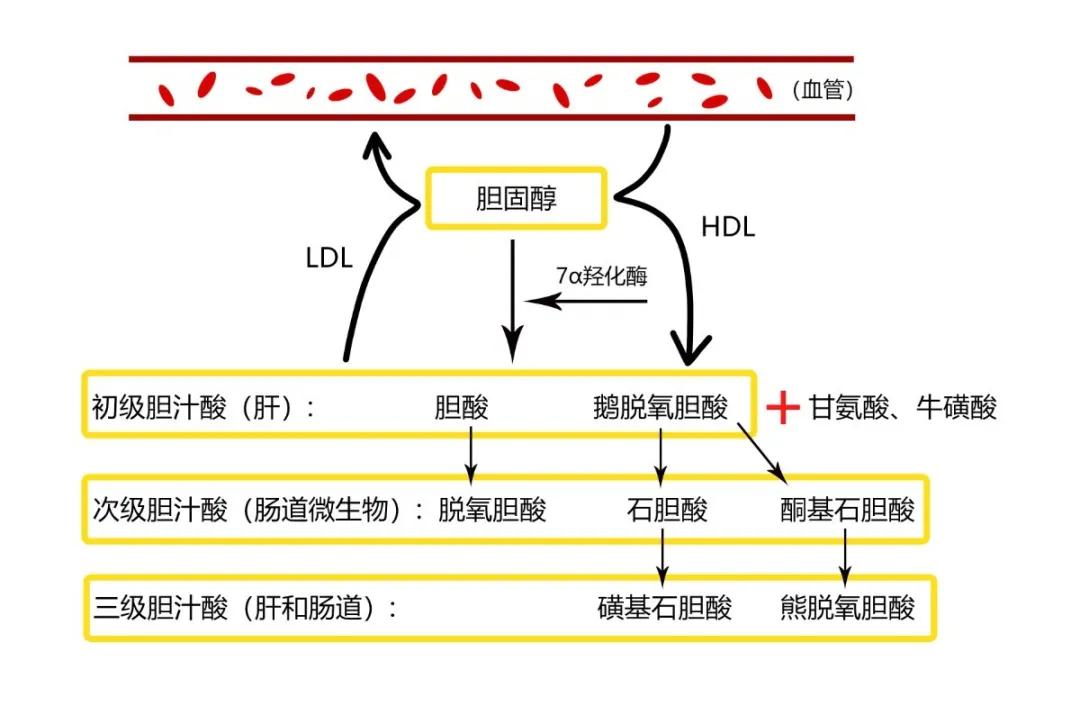 关注罕见病之先天性胆汁酸合成障碍