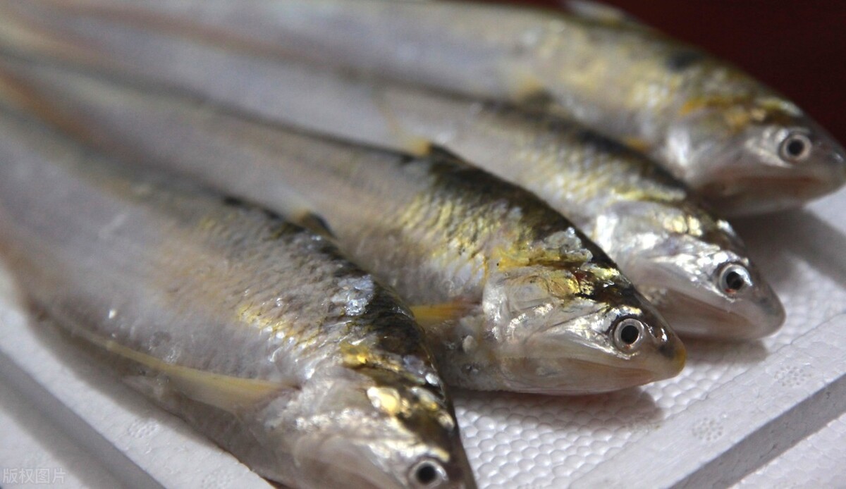 刀鱼价格2000一斤,刀鱼价格一斤上涨2块