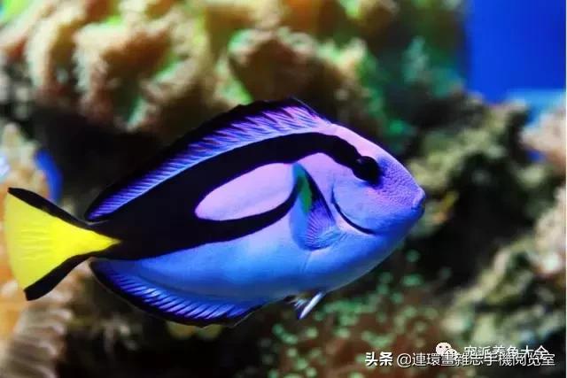 宠物鱼推荐小型的鱼,哪种宠物鱼最可爱