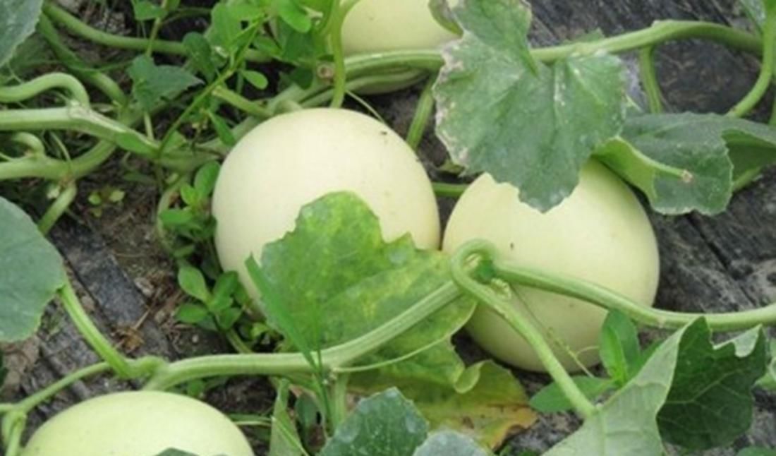 甜瓜霜霉病危害叶片减产严重，采取5项技术措施综合防治效果好