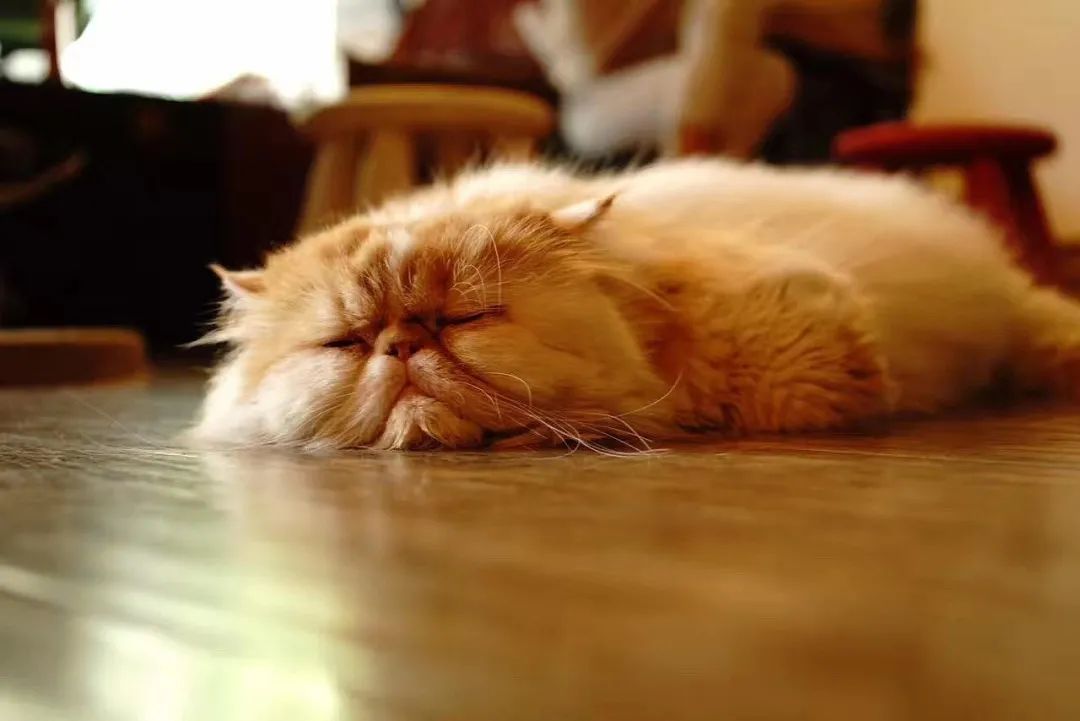 猫咪呕吐严重脱水怎么办,猫咪拉稀呕吐脱水怎么办