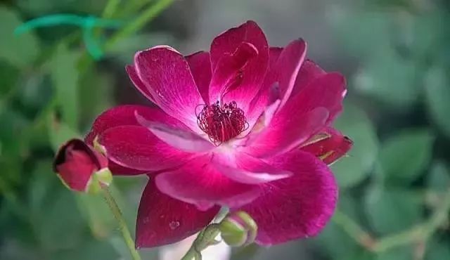 一万年一次的2020520；一起认识100种玫瑰~别送错啊