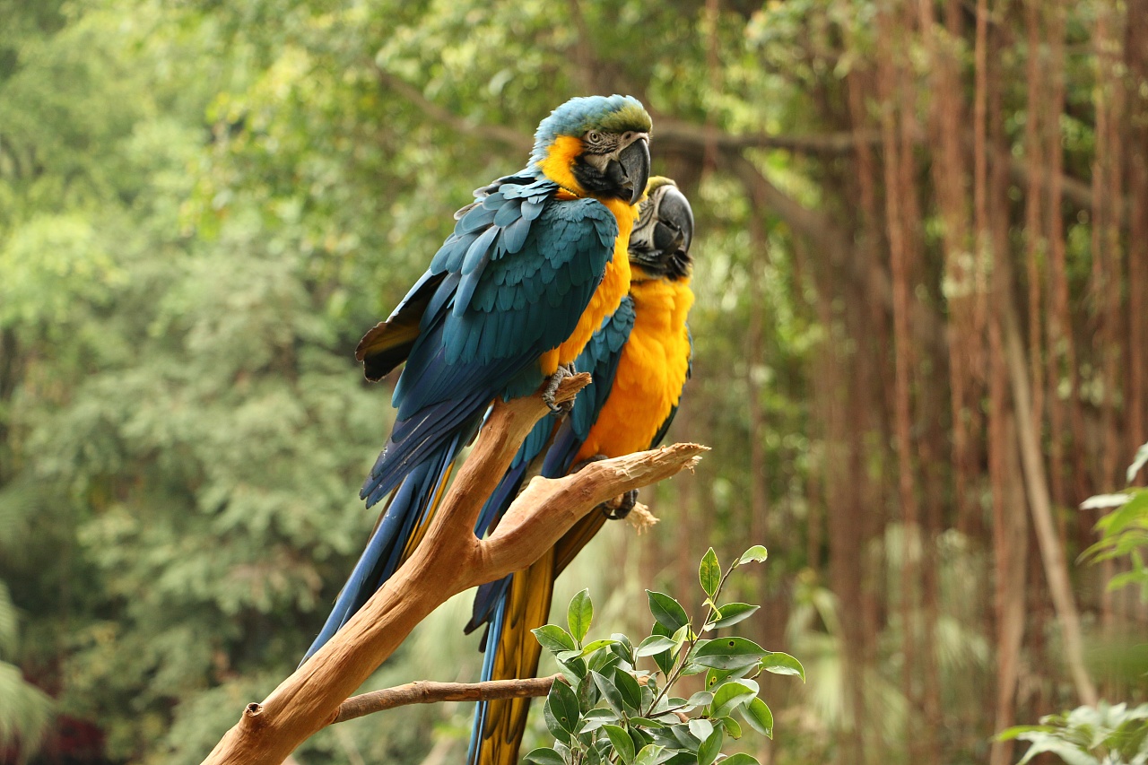 2021年西霞口野生动物园门票五一,2021南京金牛湖野生动物园门票