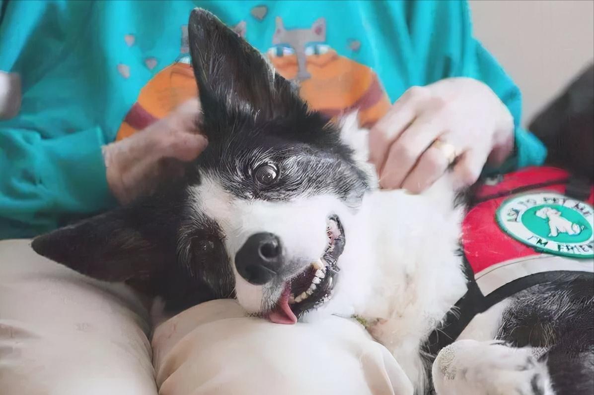 打狗狗的鼻子会造成什么后果,经常打狗狗有没有后遗症