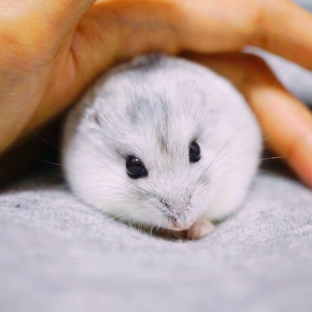 仓鼠迅速变胖,仓鼠各种反应看完懵呆了