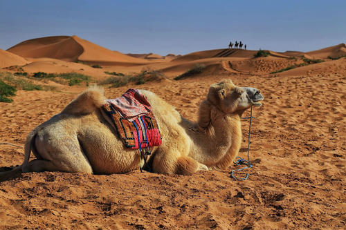 被誉为“沙漠之舟”的骆驼,仙人掌、断肠草都是它的食物