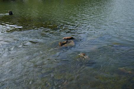 为什么池塘里的鱼不需要打氧,鱼塘养什么鱼不用打氧气