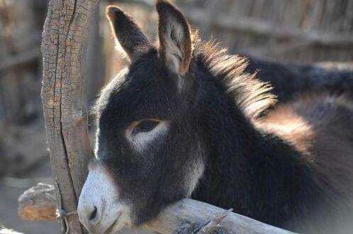 靠一块阿胶卖到73亿，被称“药中茅台”，一斤卖近6000元能赚多少