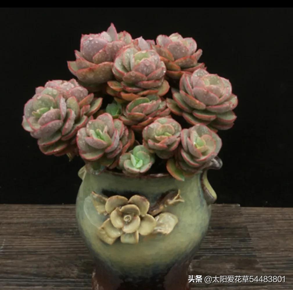 多肉秀妍怎么养,多肉秀妍爆盆了怎么处理