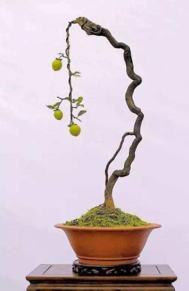 玉树老桩精品盆景,最经典的老桩玉树盆景