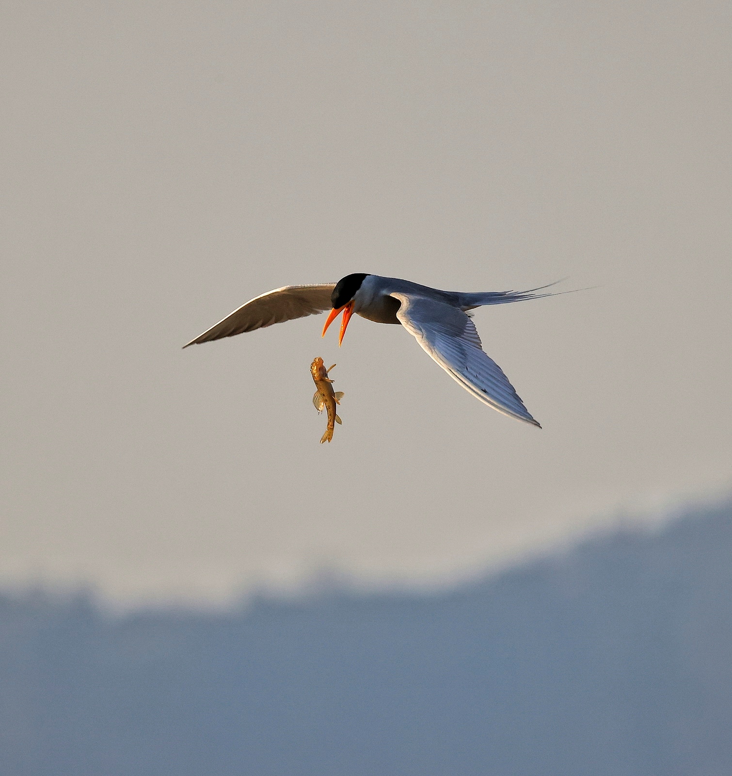 eosr5拍鸟体验,eosr5摄影与视频拍摄技巧大全