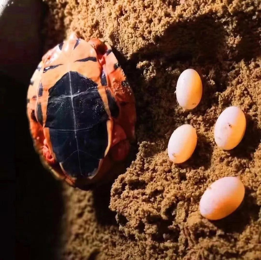 黄缘龟蛋孵化多久才能出来,金钱龟龟蛋孵化全过程