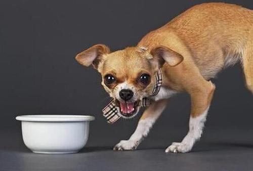 狗狗护食严重咬人怎么办,狗狗护食但是不咬人怎么纠正