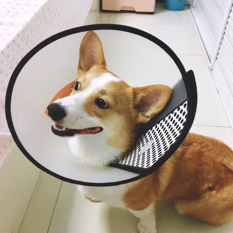 狗狗脚擦伤了应该怎么办才正确,狗狗被其他狗咬伤了怎么处理伤口