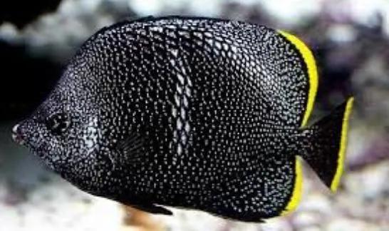 买回来的鱼如何饲养更长时间,刚买回来的鱼要怎么去养