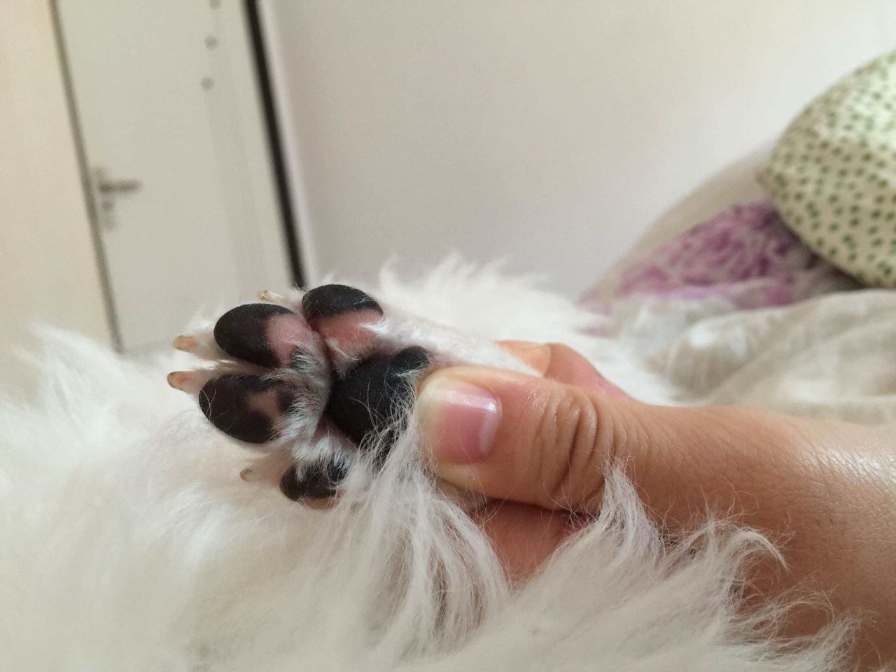 猫咪疫苗去宠物医院打靠谱吗,打疫苗辟谣