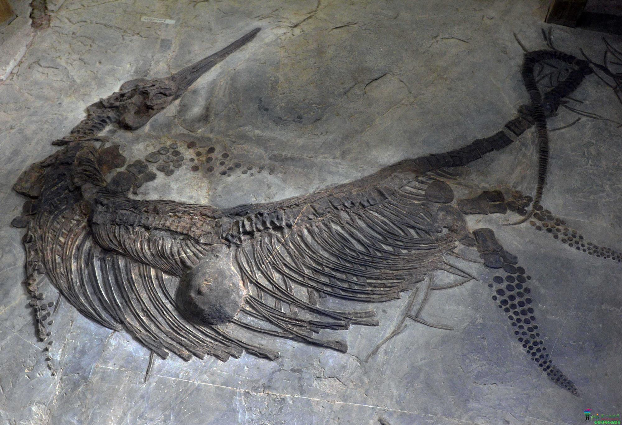 海洋顶级猎食者为什么濒临灭亡,海洋中的顶级掠食者