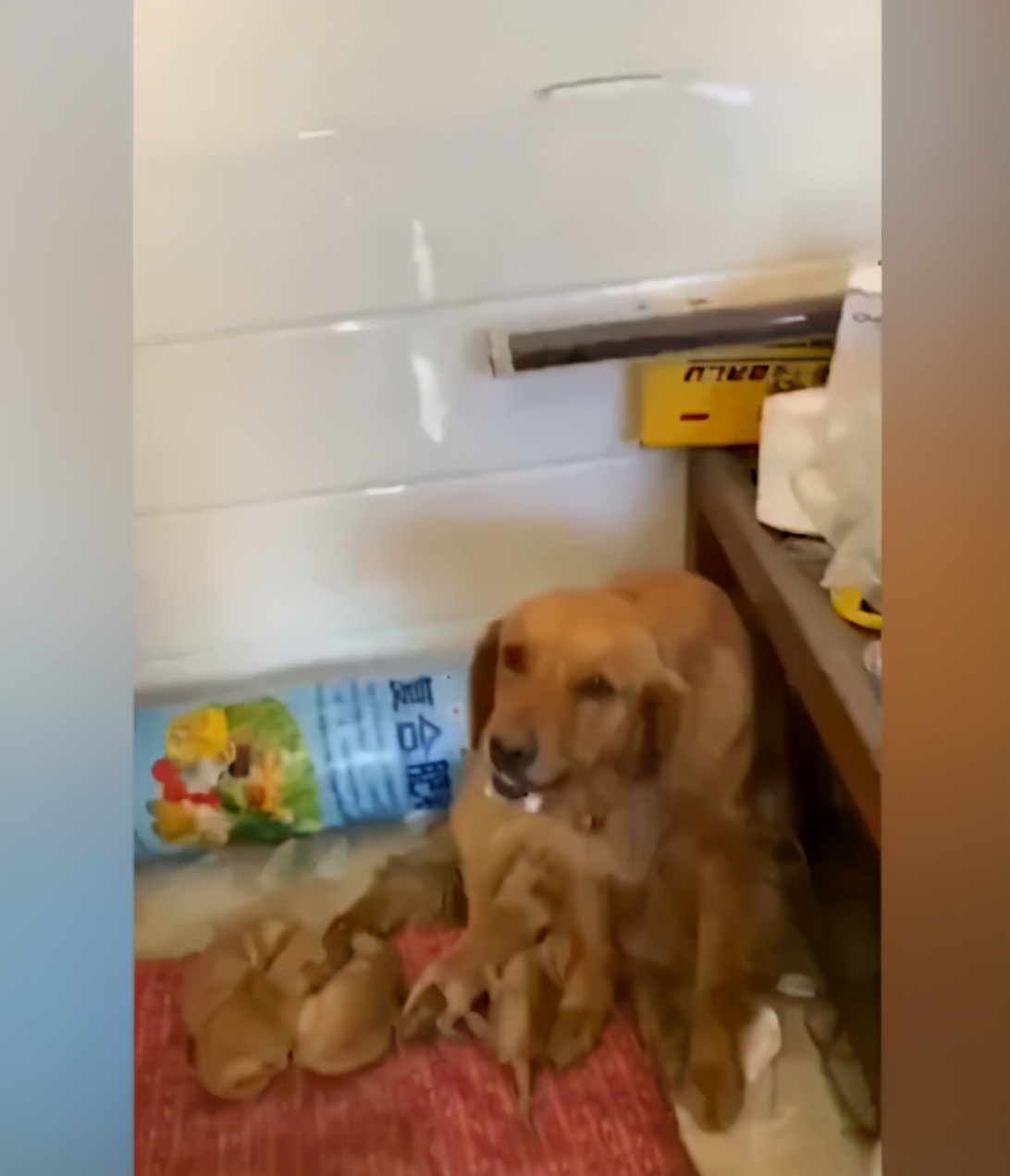 狗被碾压口吐白沫仍坚持喂奶,狗妈目睹狗崽被汽车碾压死