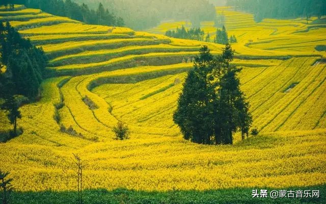 新歌推荐|乌兰娜《童年的油菜花》油菜花开正当时不负*光春**不负己