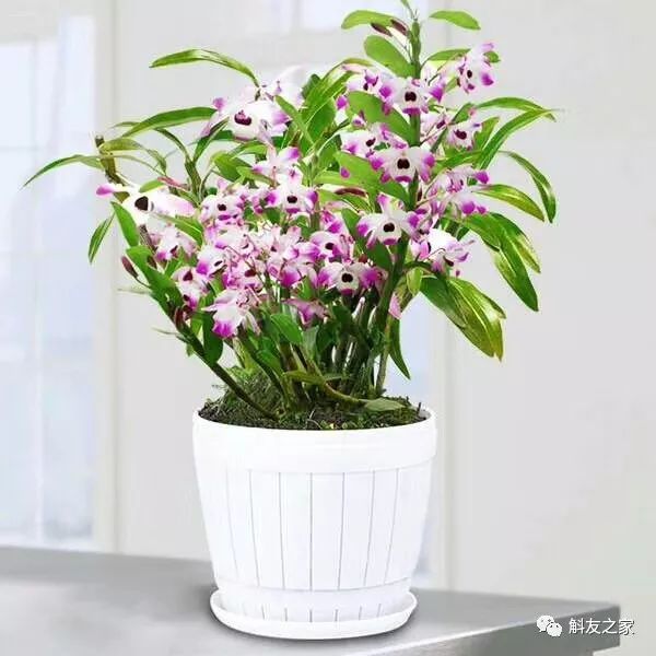 秋石斛兰叶黄了,石斛兰叶子黑尖