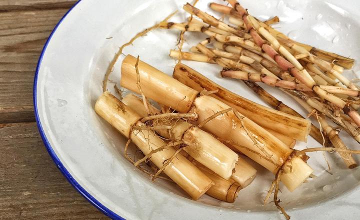 中药的故事芦根,中药芦根显微鉴别