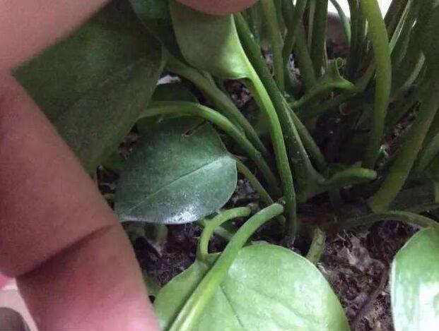 绿萝招小飞虫怎么办？教你“3法”，喷洒一点它，有效预防小飞虫