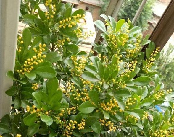 家庭盆栽米兰如何养护和浇水图片,家庭如何养好米兰花盆栽