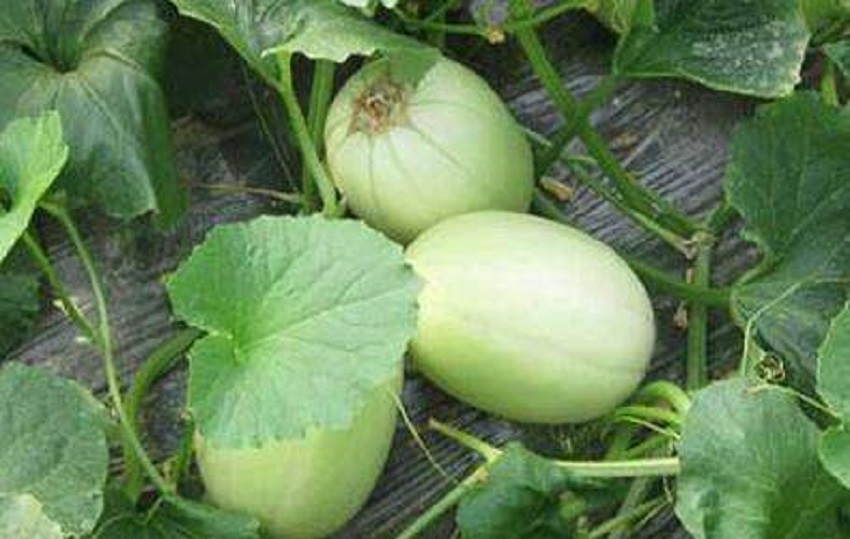 薄皮甜瓜育苗教程,薄皮甜瓜嫁接方法