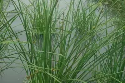 防治杂草最有效的方法,常见十大抗性杂草的除草方案