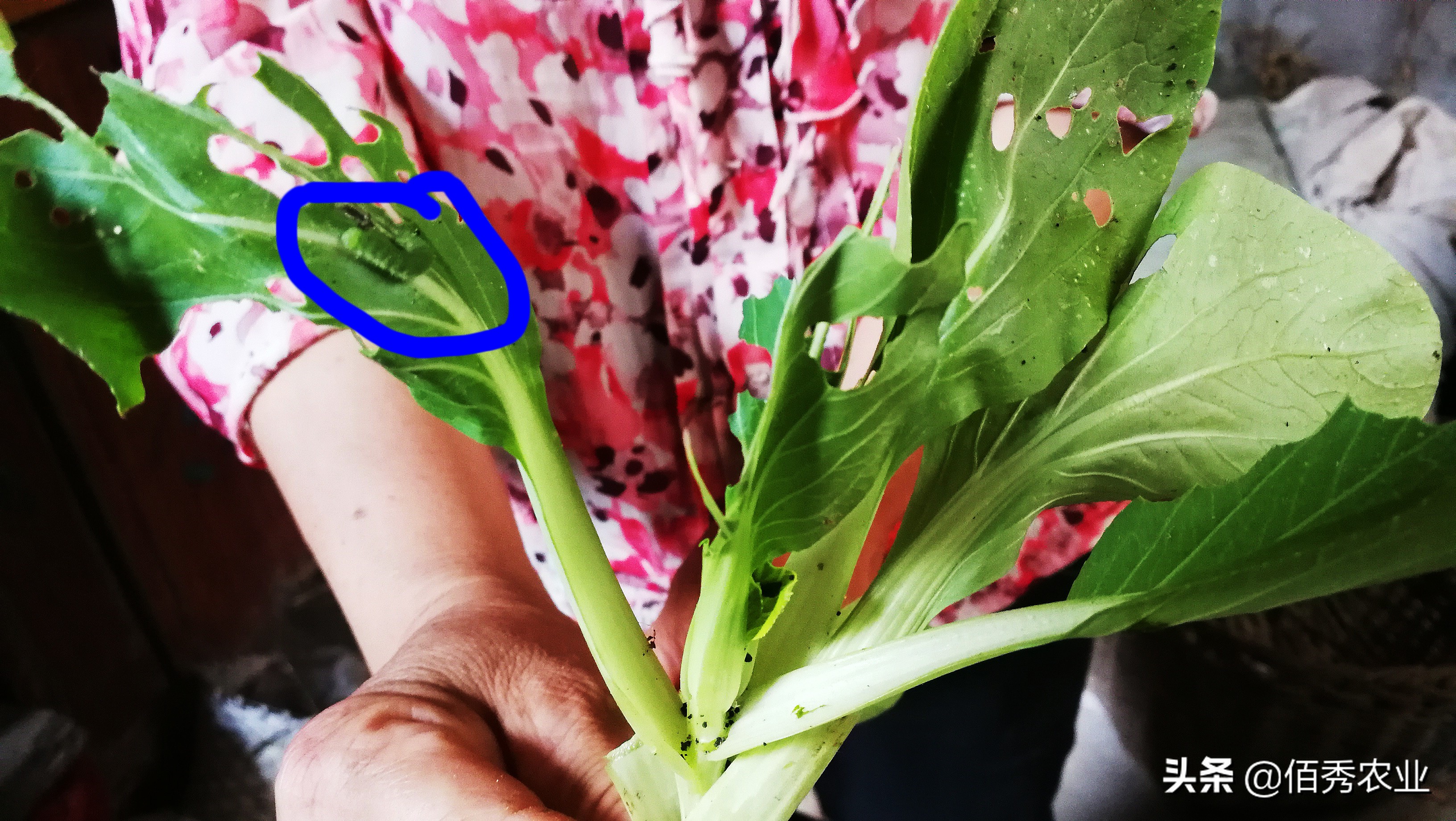 大白菜虫用什么药防治,不用农药蔬菜治虫方法