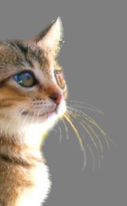 如何用photoshop抠图新手入门教程,photoshop快速抠图几种方法