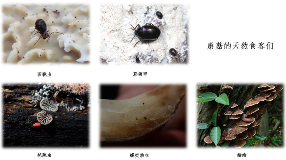 踏青摘野菜去处,野蘑菇旅游攻略