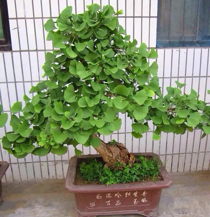 什么花放在家里最好看最实用,放家里风水好又好养的花有哪些