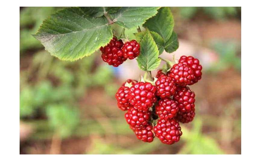 种植摇钱树前景,种摇钱树致富经历