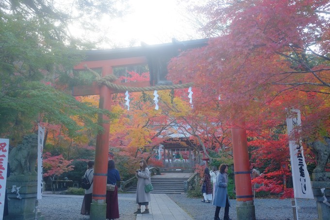 京都赏枫2022,京都赏枫必去景点有哪些好玩的