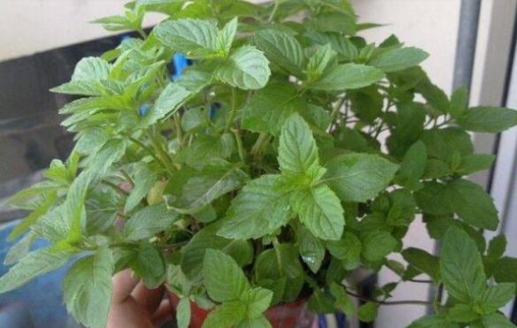 什么薄荷适合盆栽养殖呢,家养薄荷养殖方法