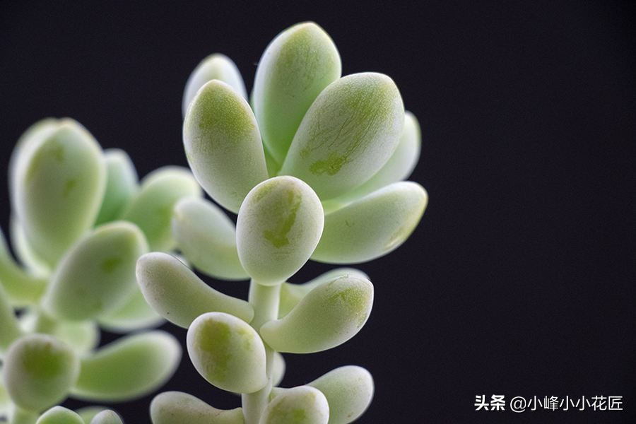 多肉长得又瘦又高,多肉瘦