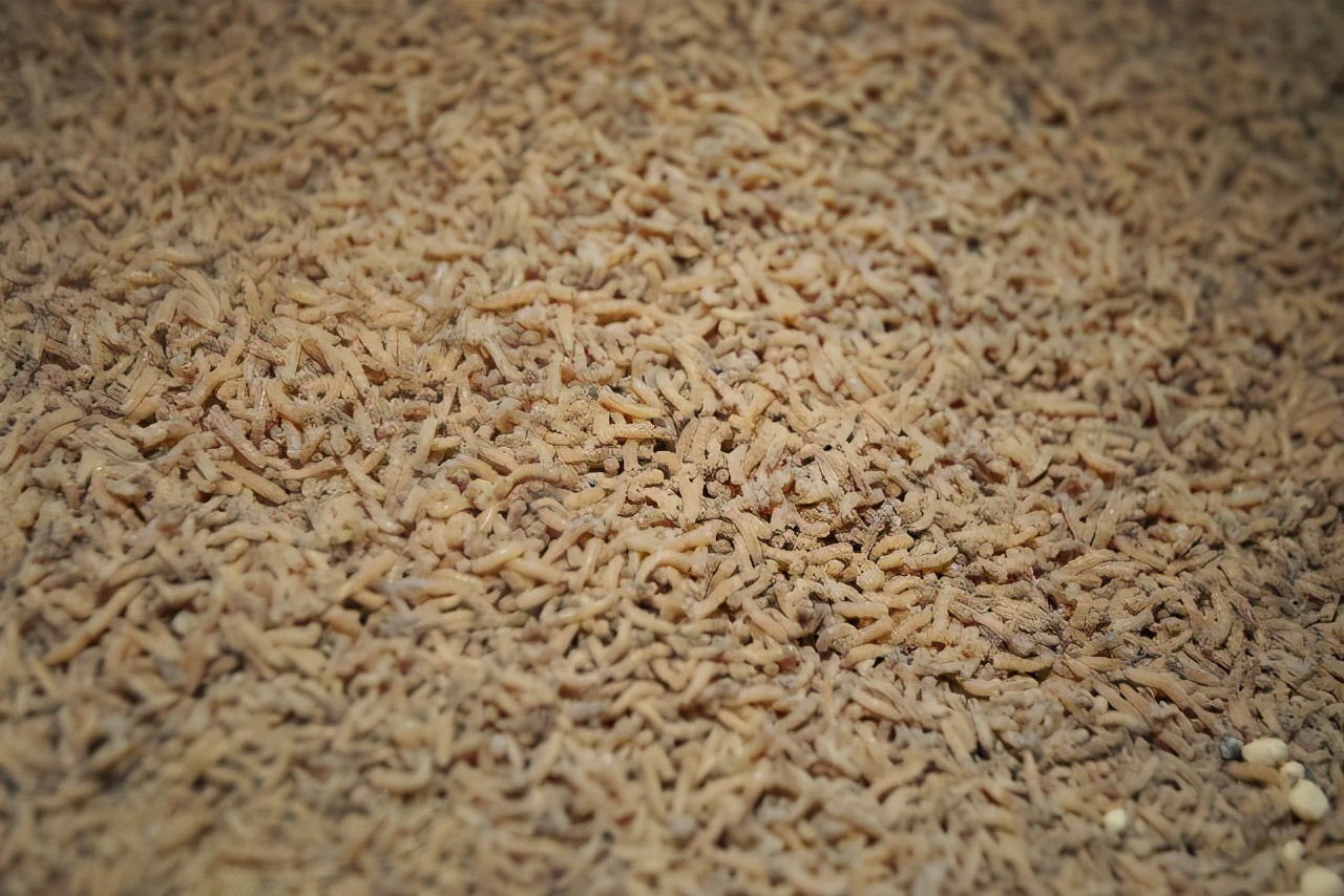 如果苍蝇和蚊子都灭绝了会发生啥,苍蝇消失会对地球有什么后果