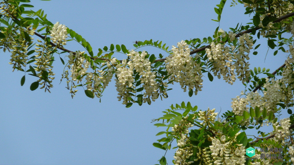 院子适合种的花和设计,庭院设计植物大全