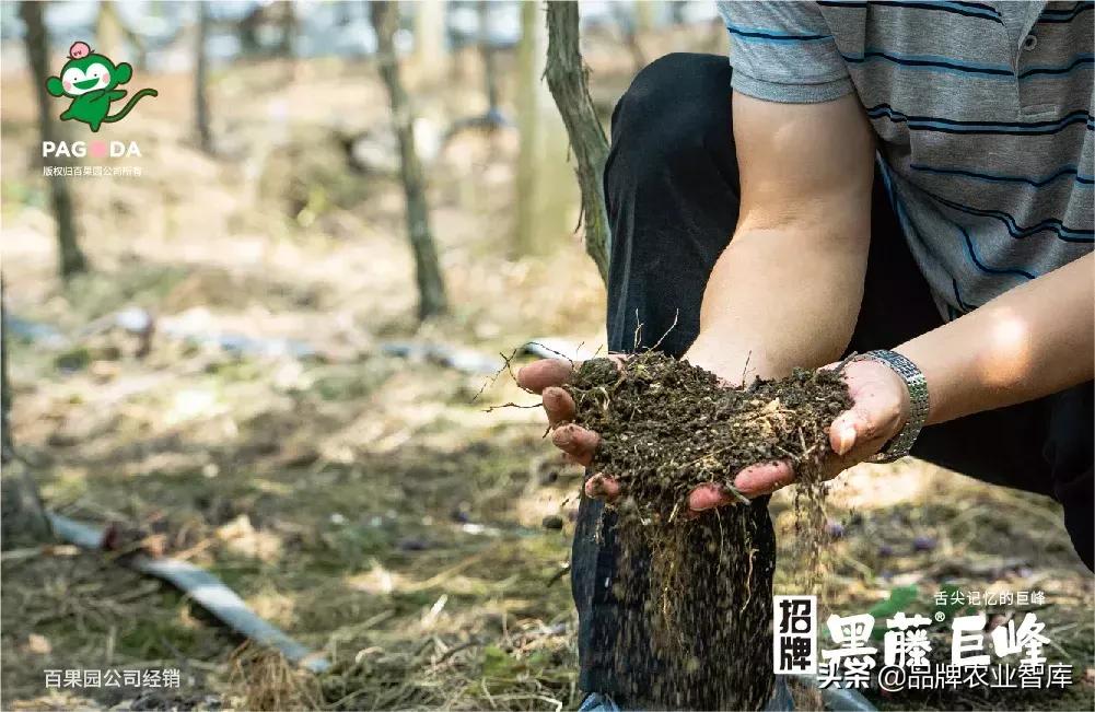 巨峰葡萄在中国的历史,巨峰葡萄谁引进