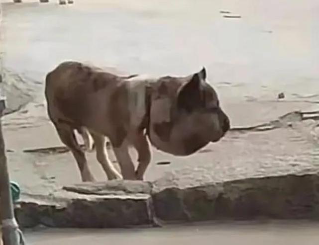 狗狗脑袋比身体大，以为是被蜜蜂蛰了，近看才发现