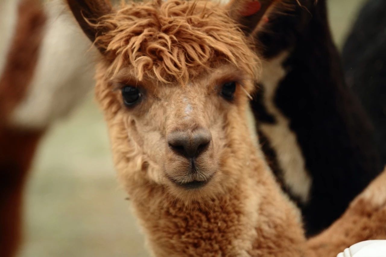 有毒的夹竹桃为什么还这么受欢迎 (夹竹桃是什么地方有毒)